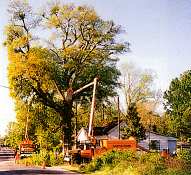 Ailing tree threatened power lines - click for larger view.